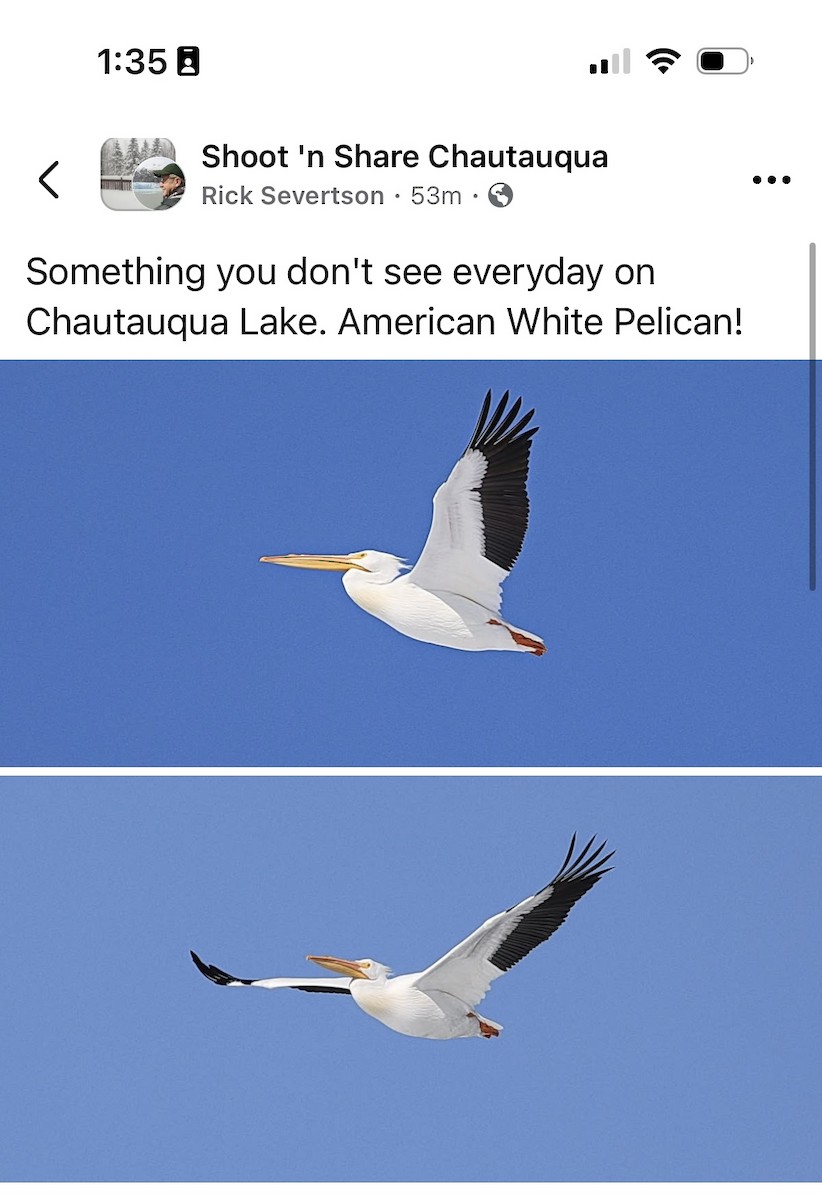 American White Pelican - ML631701196