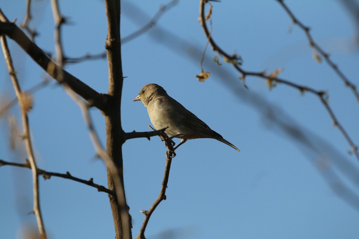 vrabec hnědoramenný - ML631701221