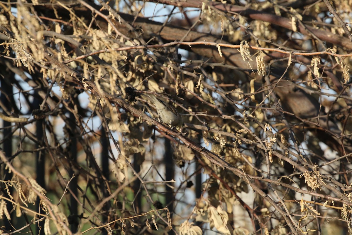 vrabec hnědoramenný - ML631701222