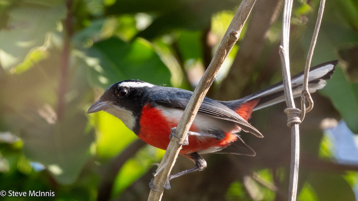 Red-breasted Chat (Red-breasted) - ML631701708