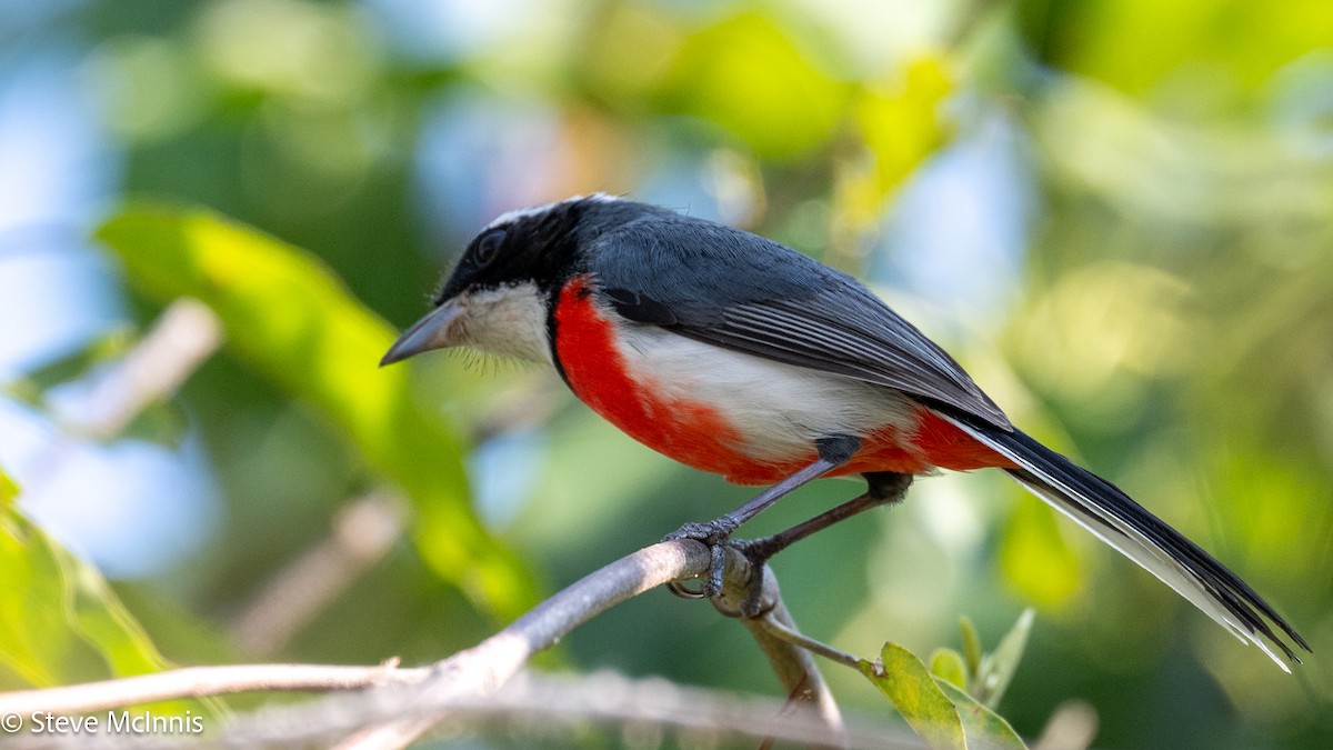 Red-breasted Chat (Red-breasted) - ML631701709