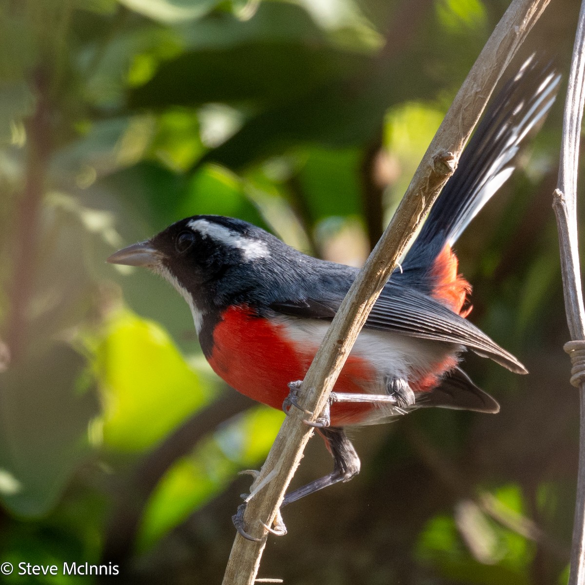 Red-breasted Chat (Red-breasted) - ML631701710
