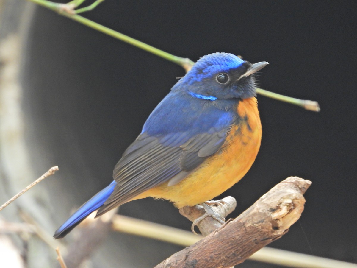 Gobemouche de David - ML631701739