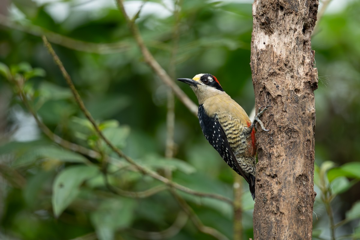 Black-cheeked Woodpecker - ML631701836