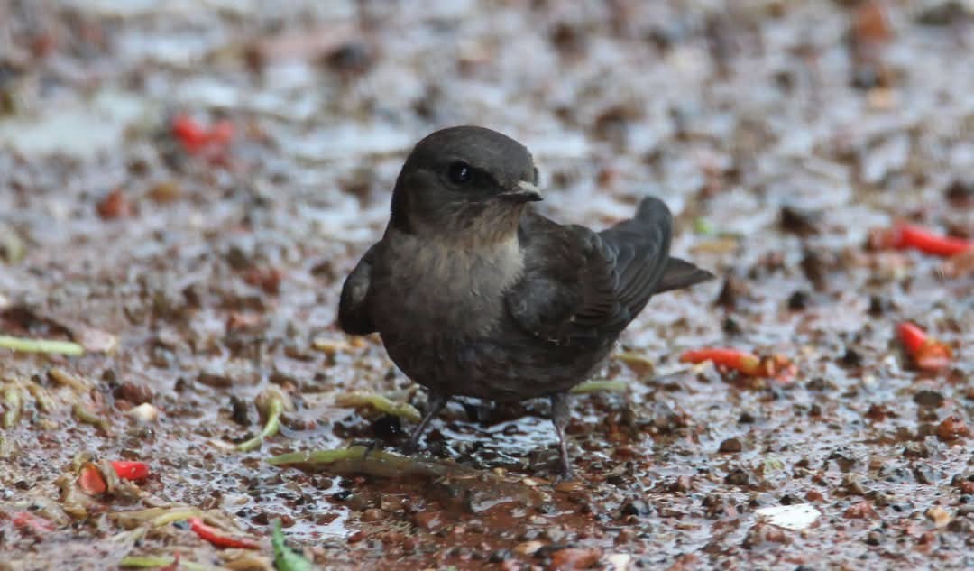 Dusky Crag-Martin - ML631701891