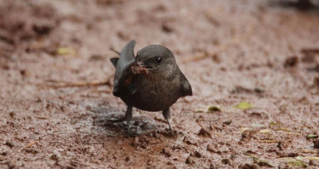 Dusky Crag-Martin - ML631701892
