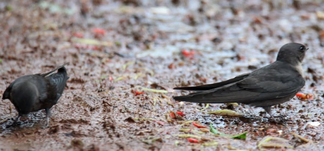 Dusky Crag-Martin - ML631701893