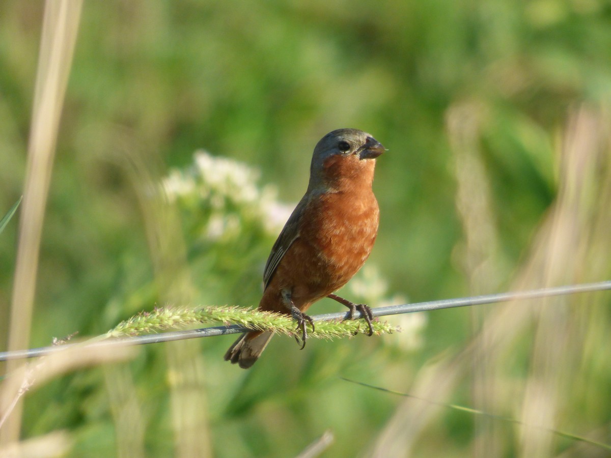 Rufous-rumped Seedeater - ML631701908