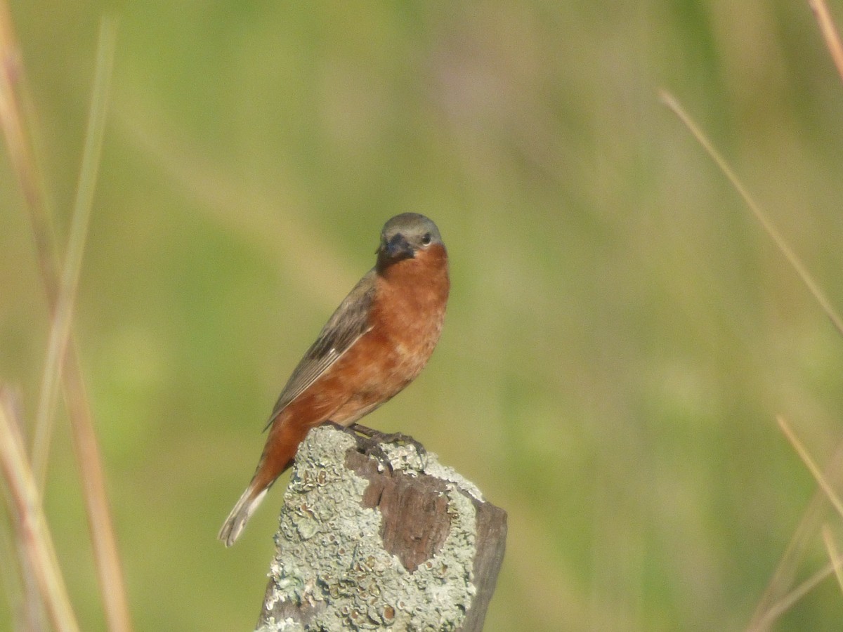 Rufous-rumped Seedeater - ML631701912