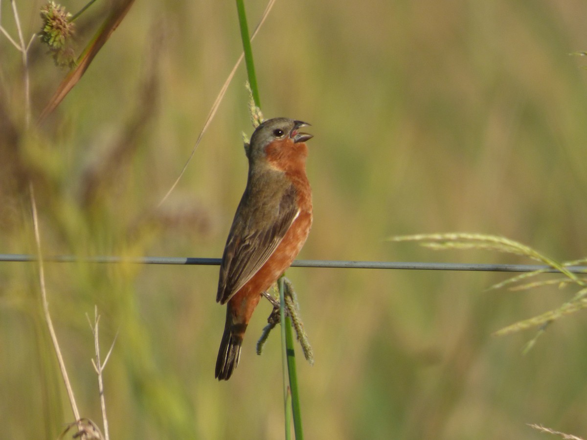 Rufous-rumped Seedeater - ML631701946