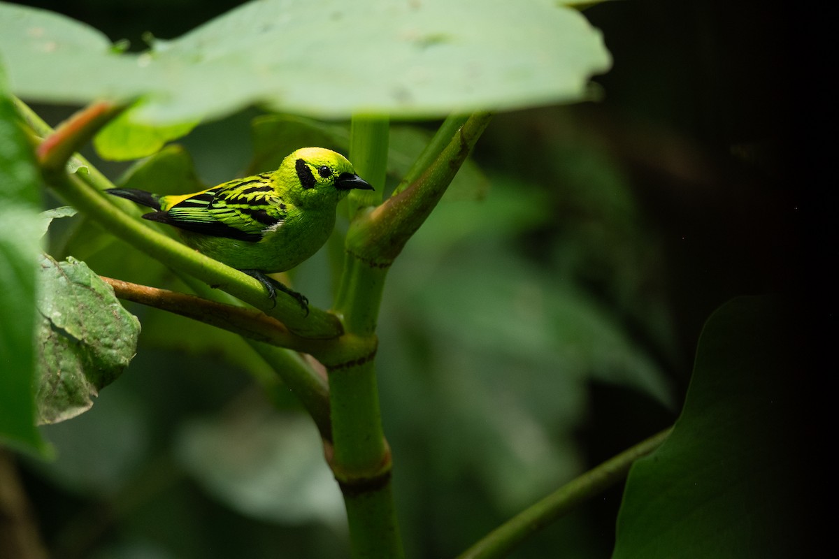 Emerald Tanager - ML631701955
