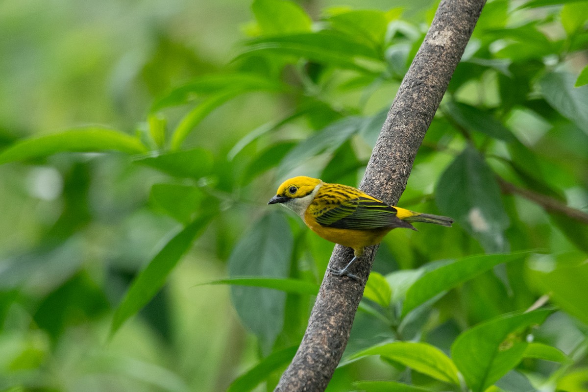 Silver-throated Tanager - ML631701959