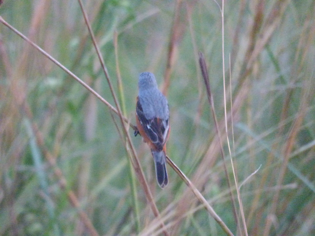 Rufous-rumped Seedeater - ML631701969