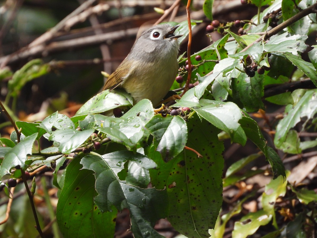 Morrison's Fulvetta - ML631701994