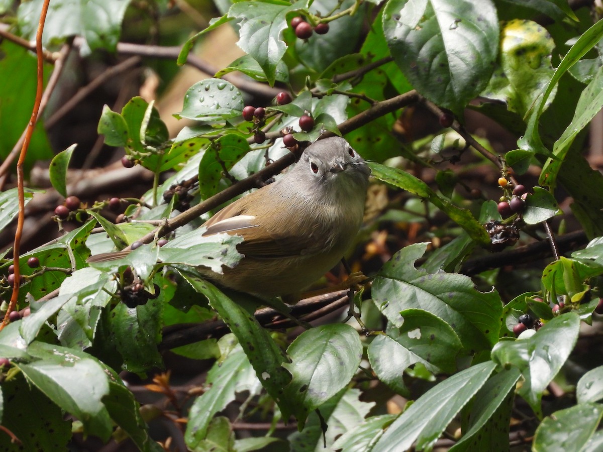 Morrison's Fulvetta - ML631701996