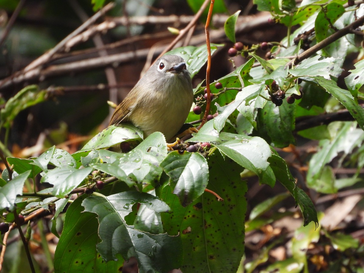 Morrison's Fulvetta - ML631701998