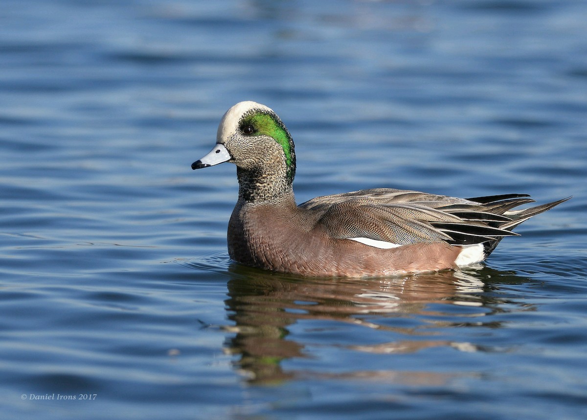 American Wigeon - ML63170201