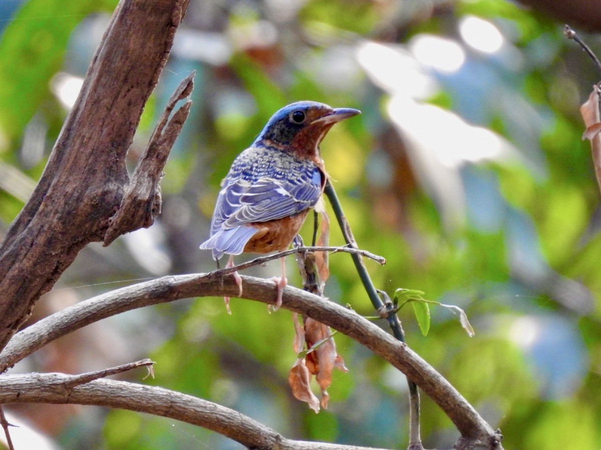 White-throated Rock-Thrush - ML631702032