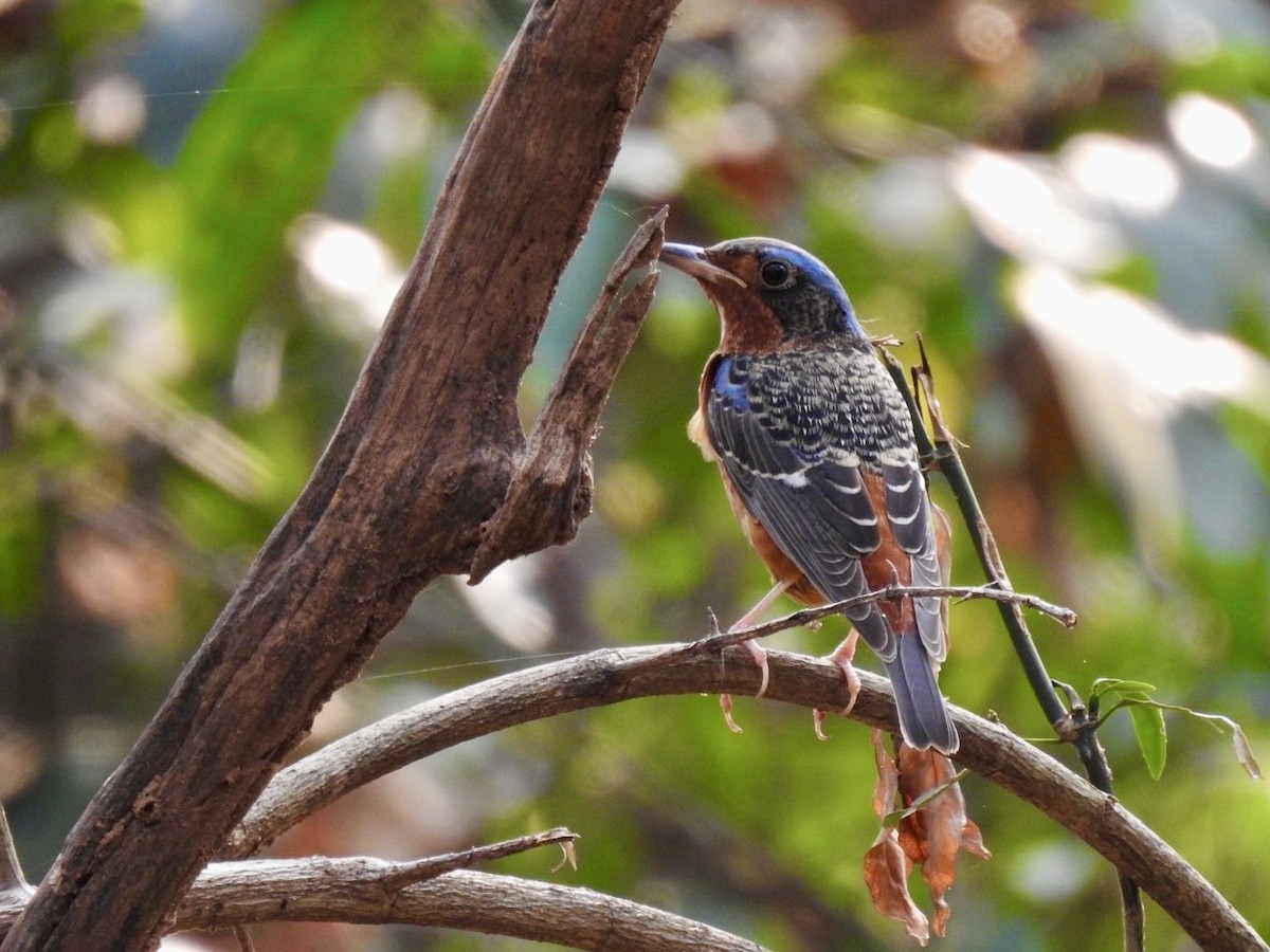 White-throated Rock-Thrush - ML631702033