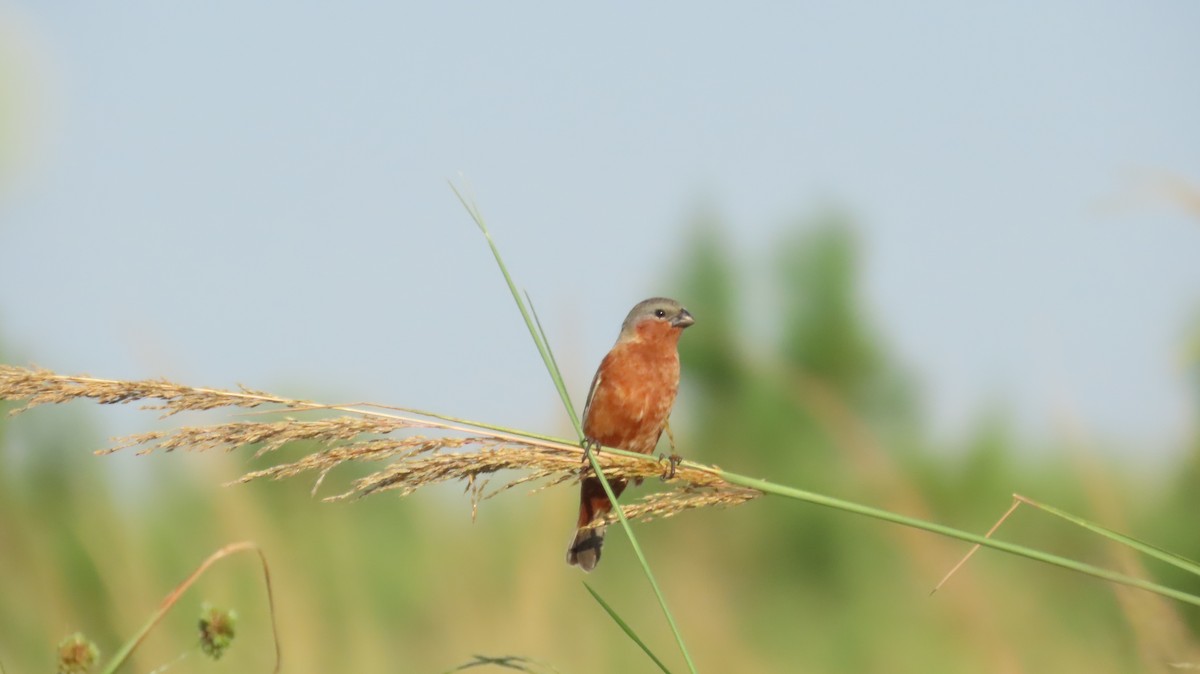 Rufous-rumped Seedeater - ML631702137
