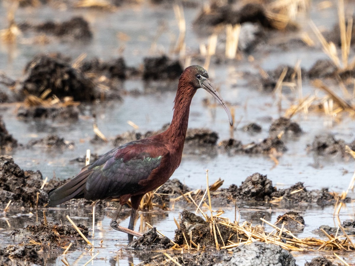 ブロンズトキ - ML631702209