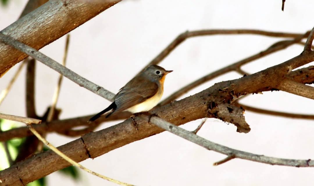 紅胸鶲 - ML631702210