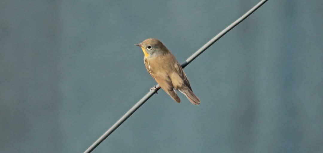 紅胸鶲 - ML631702211