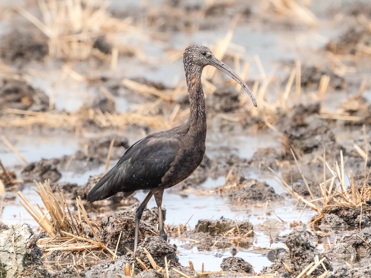 ブロンズトキ - ML631702216