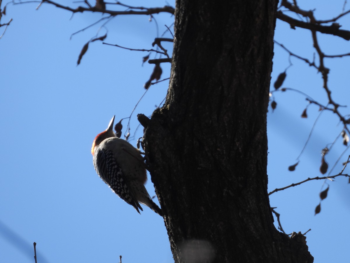Red-bellied Woodpecker - ML631702265