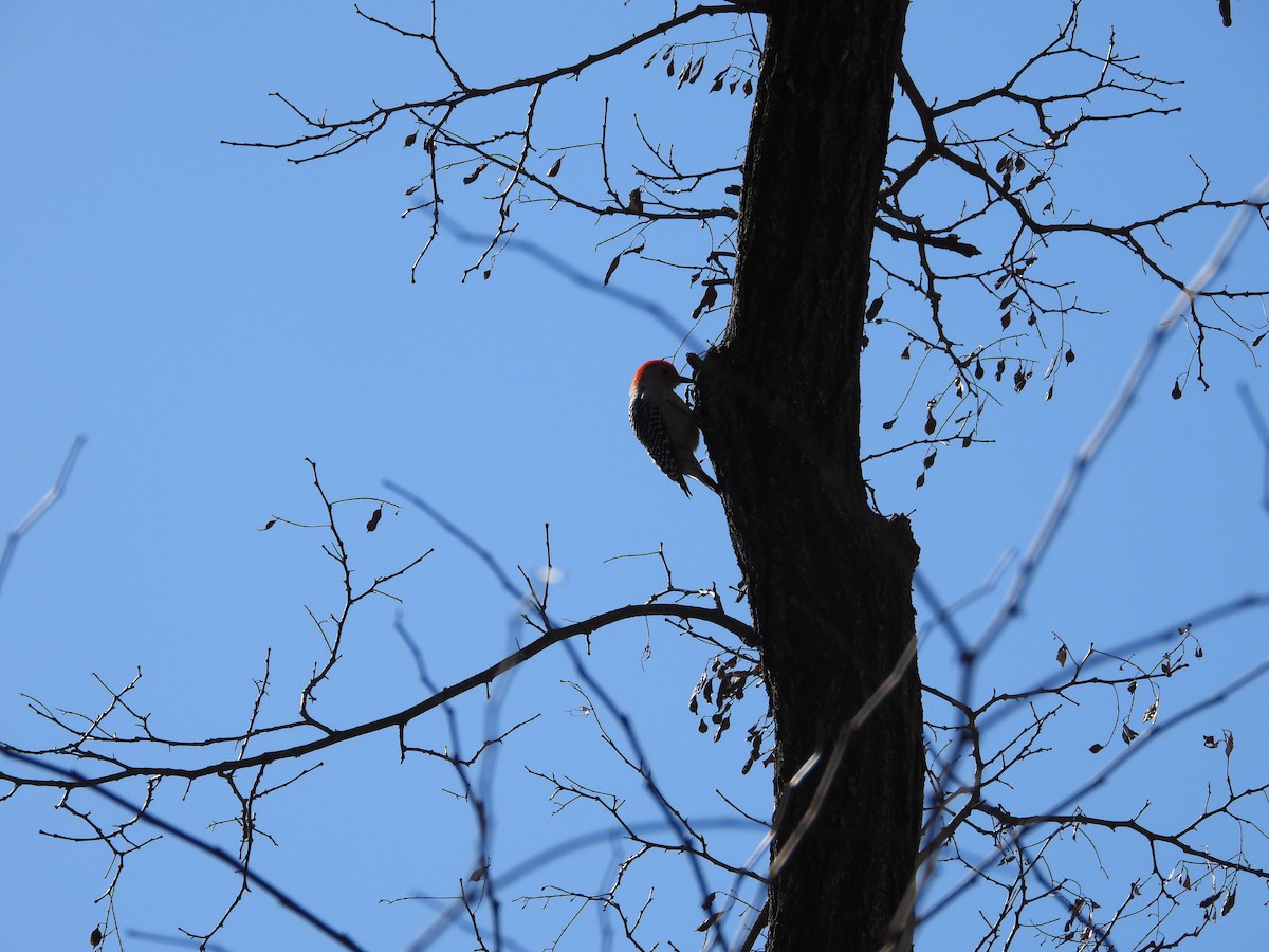 Red-bellied Woodpecker - ML631702266