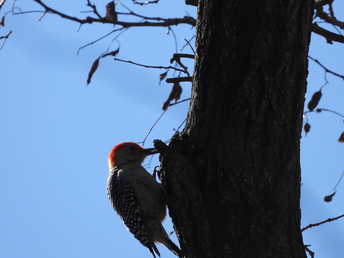 Red-bellied Woodpecker - ML631702267