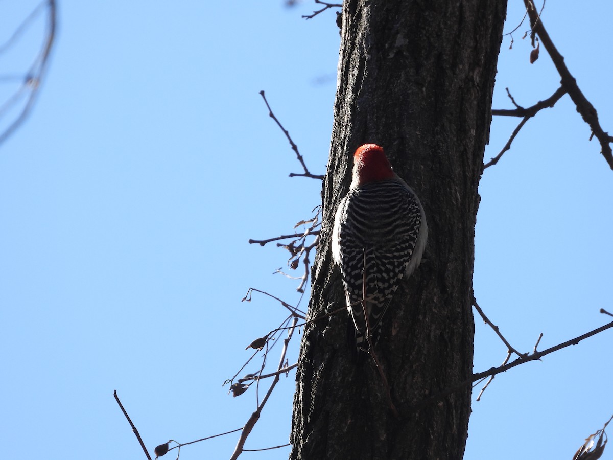 Red-bellied Woodpecker - ML631702268