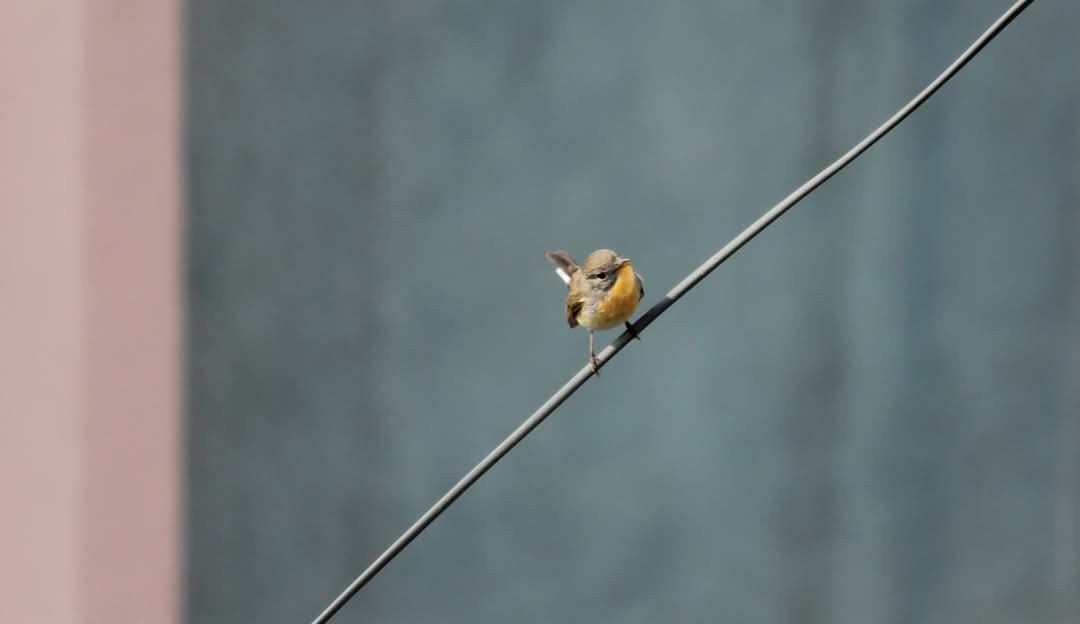 紅胸鶲 - ML631702340