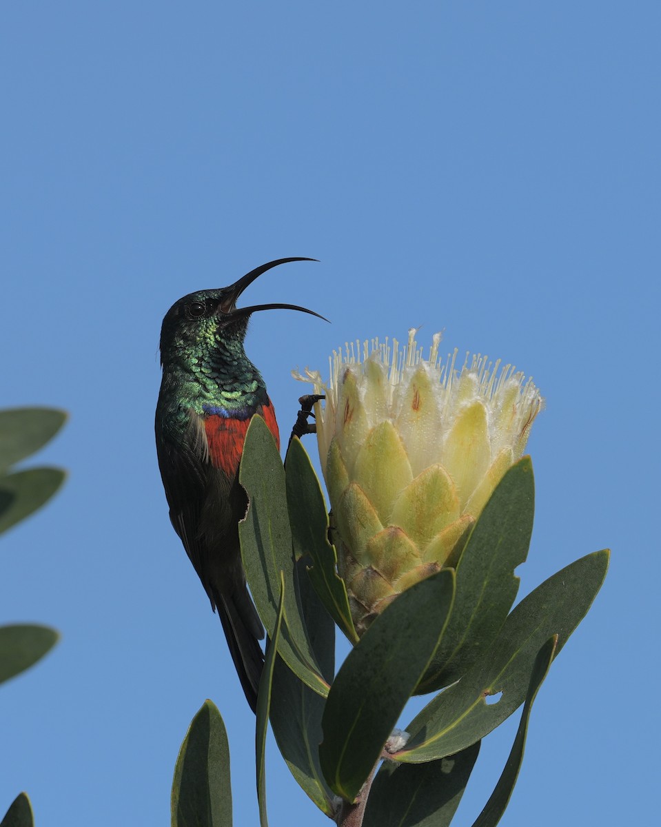 Greater Double-collared Sunbird - ML631702361