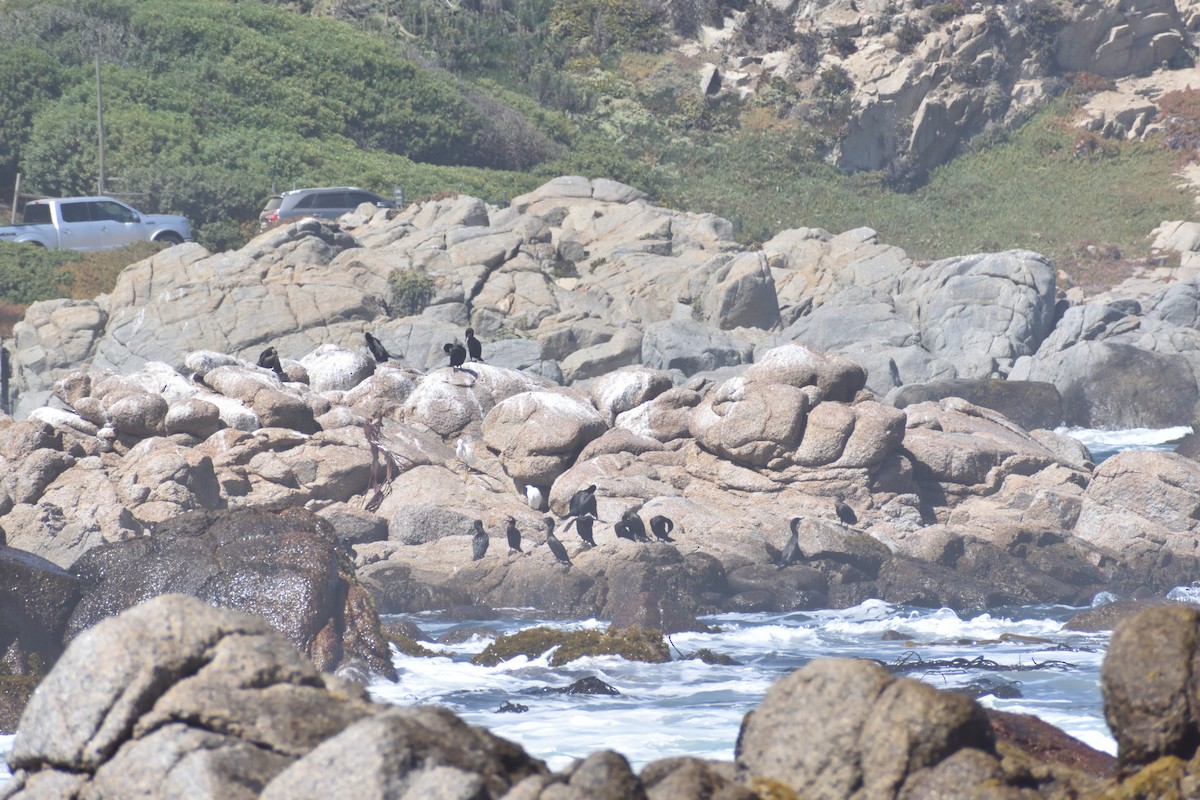 Neotropic Cormorant - ML631702396