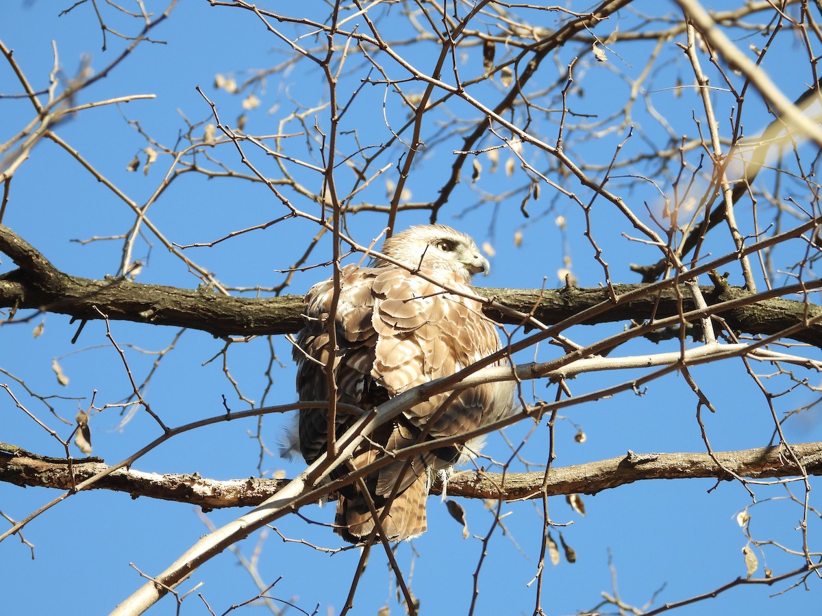 Red-tailed Hawk - ML631702553