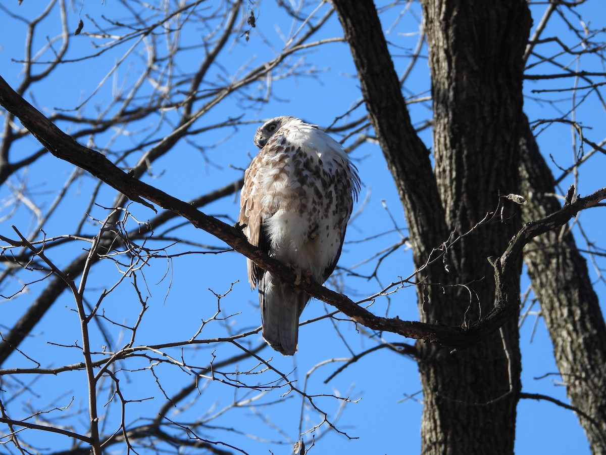 Red-tailed Hawk - ML631702554