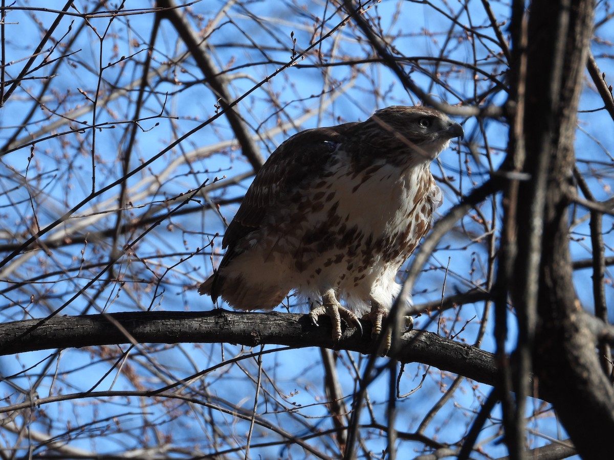 Red-tailed Hawk - ML631702555