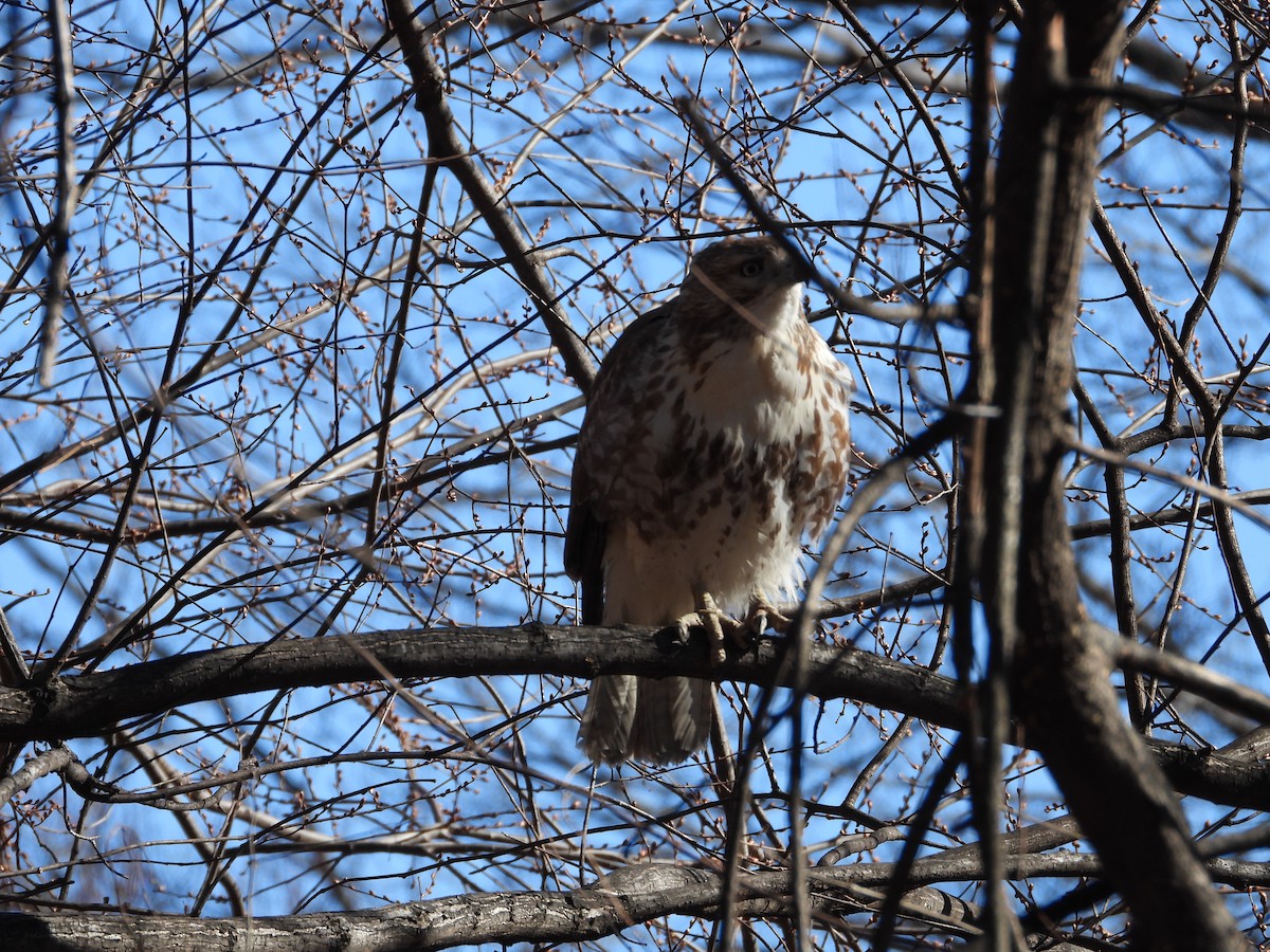 Red-tailed Hawk - ML631702556