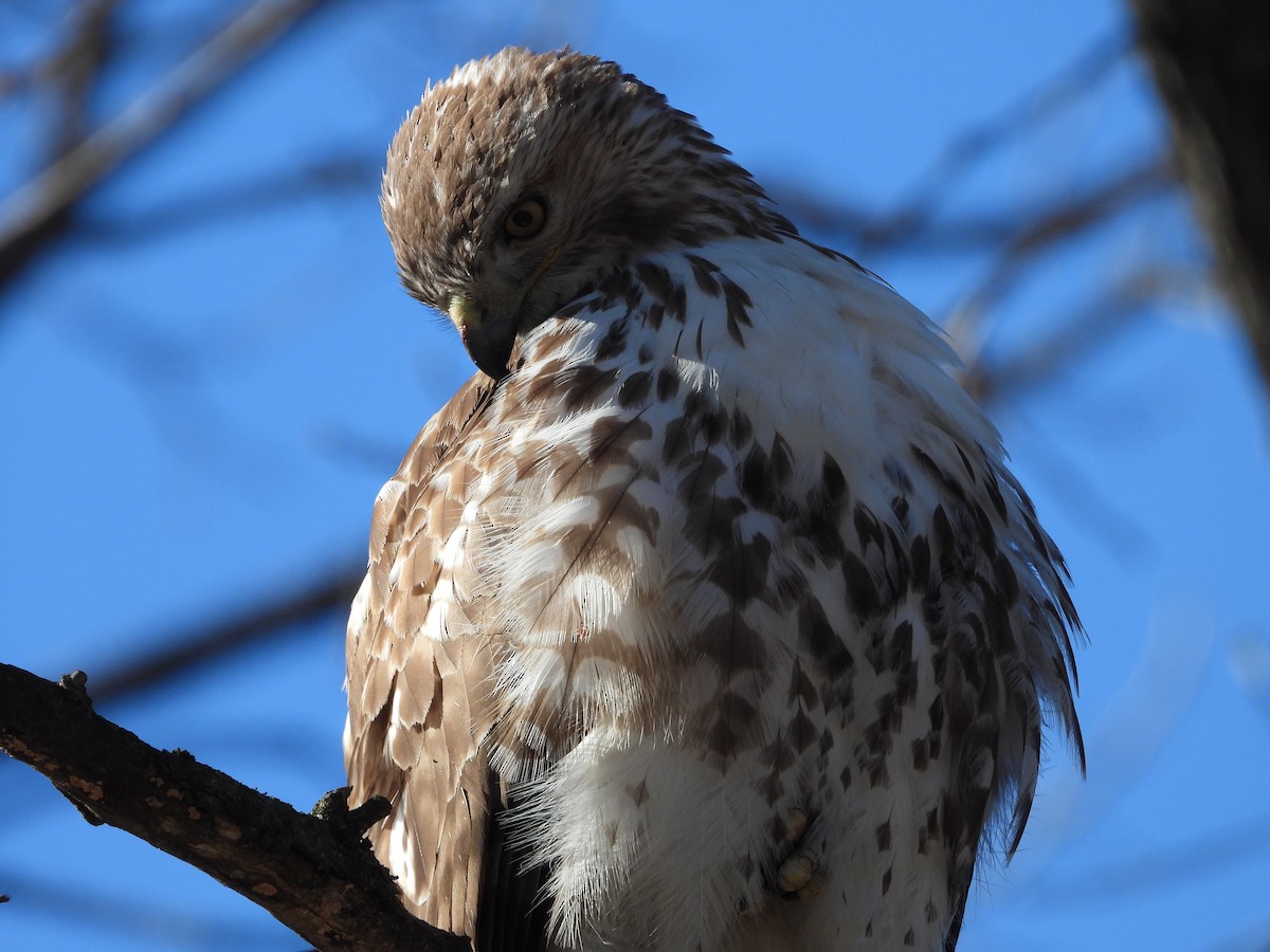 Red-tailed Hawk - ML631702557