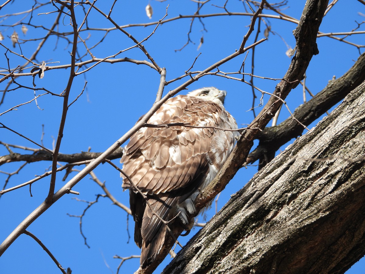 Red-tailed Hawk - ML631702558