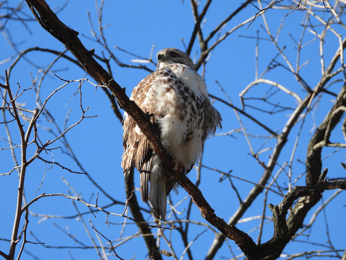 Red-tailed Hawk - ML631702559