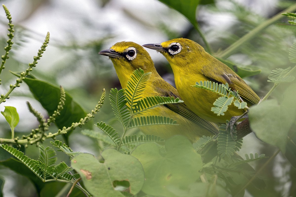 Lemon-bellied White-eye - ML631702567