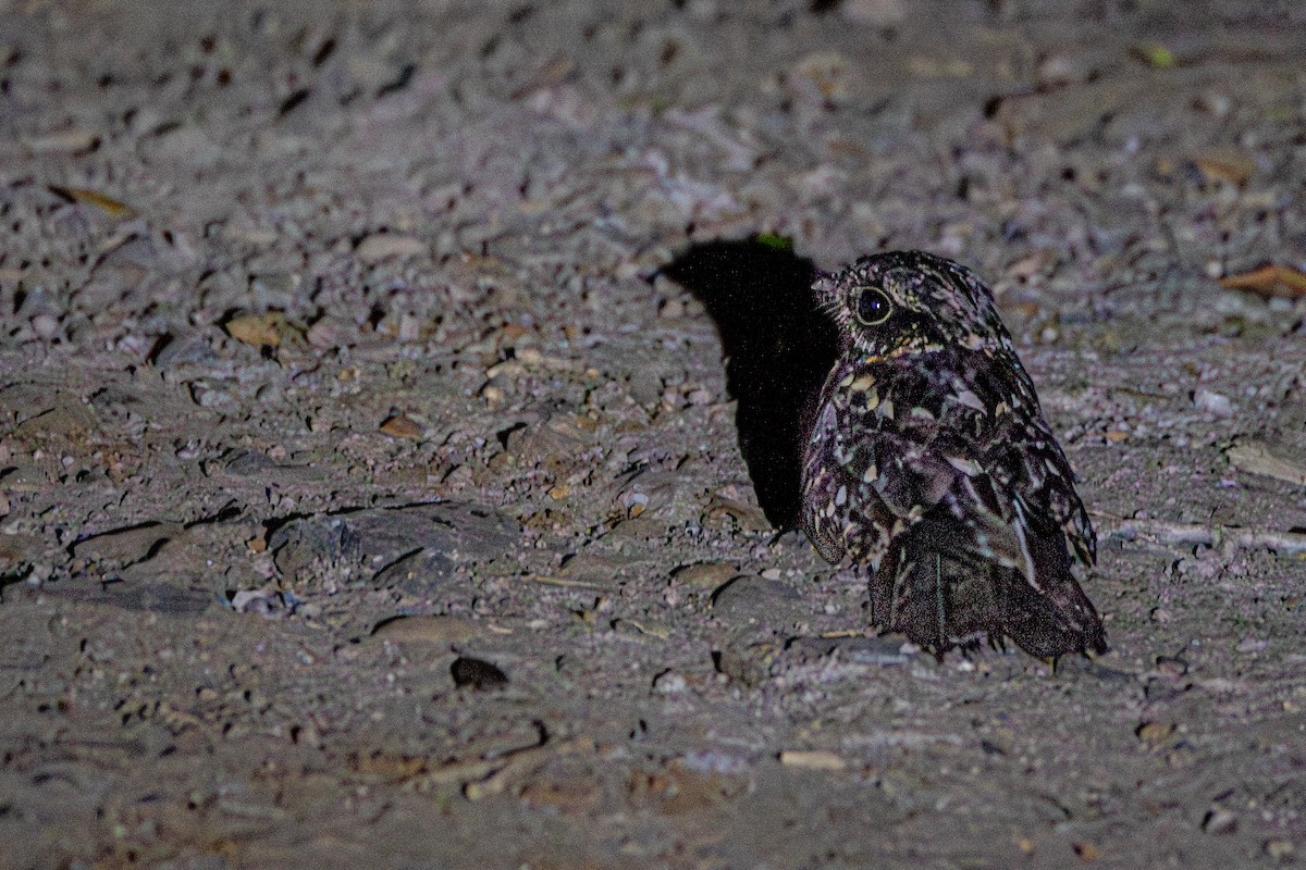 Montane Nightjar (Abyssinian) - ML631702583