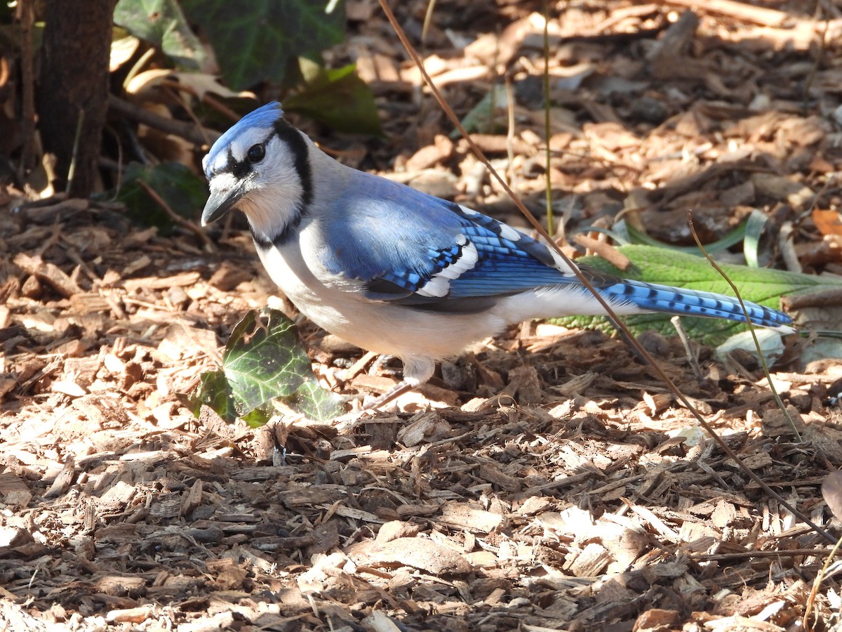 Blue Jay - ML631702613