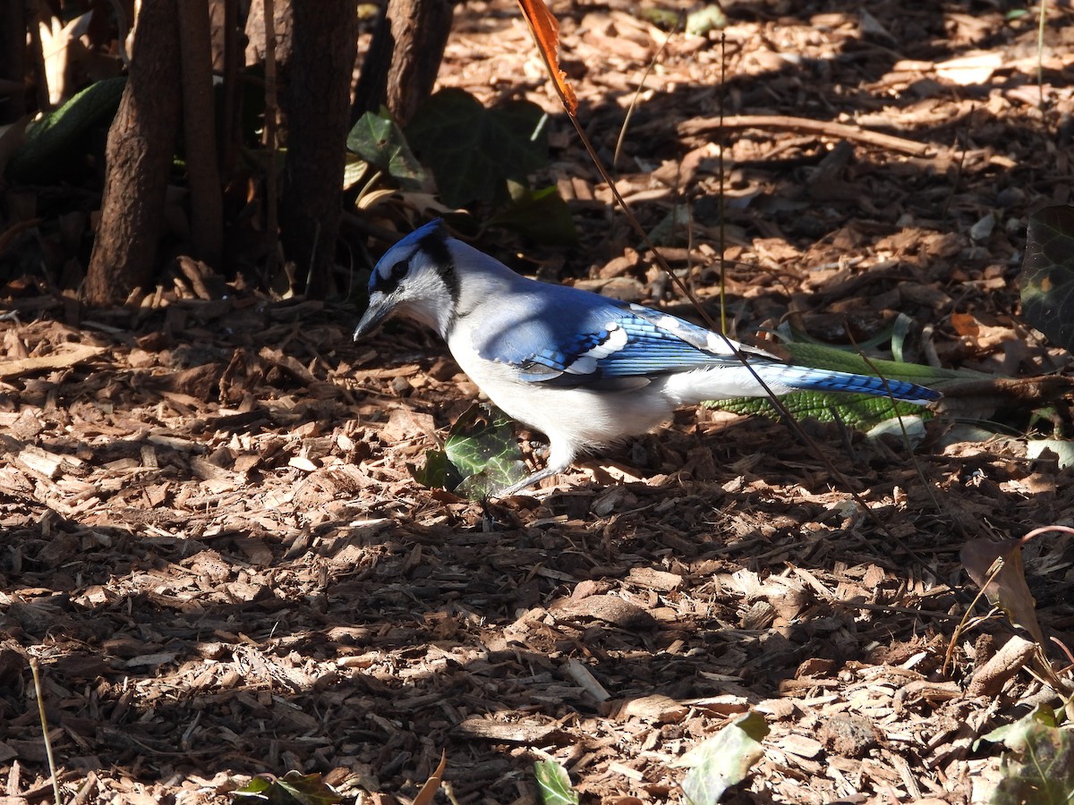 Blue Jay - ML631702614