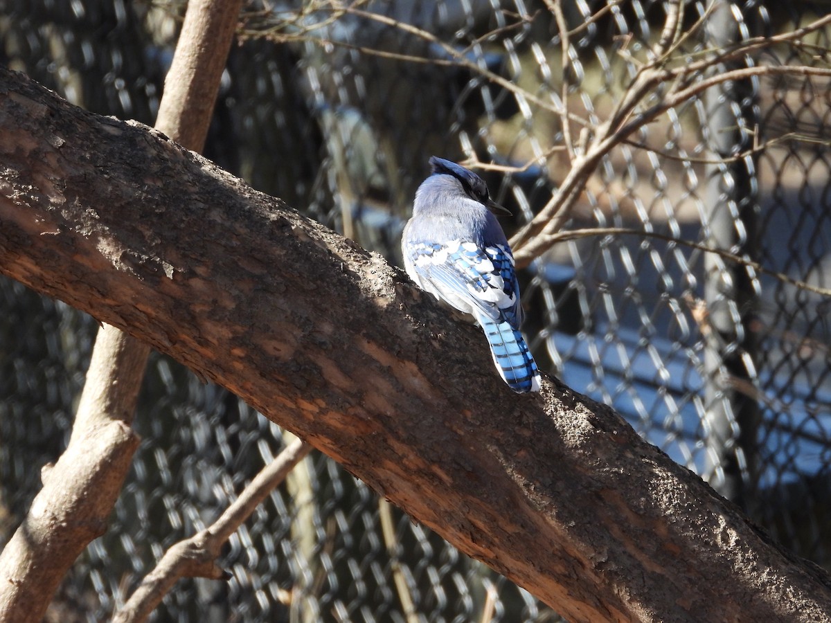 Blue Jay - ML631702615