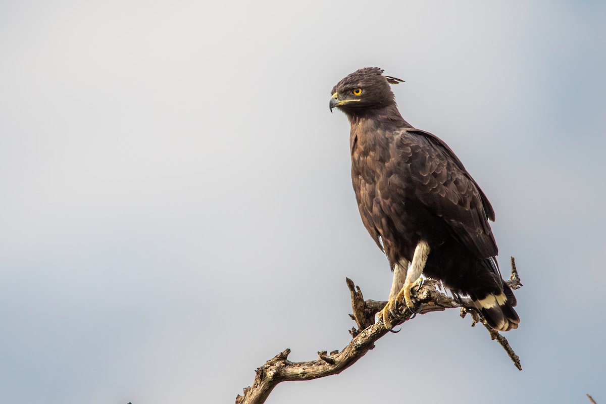 Long-crested Eagle - ML631702631