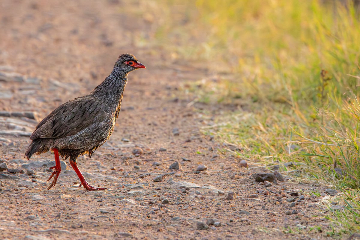 Red-necked Spurfowl - ML631702679