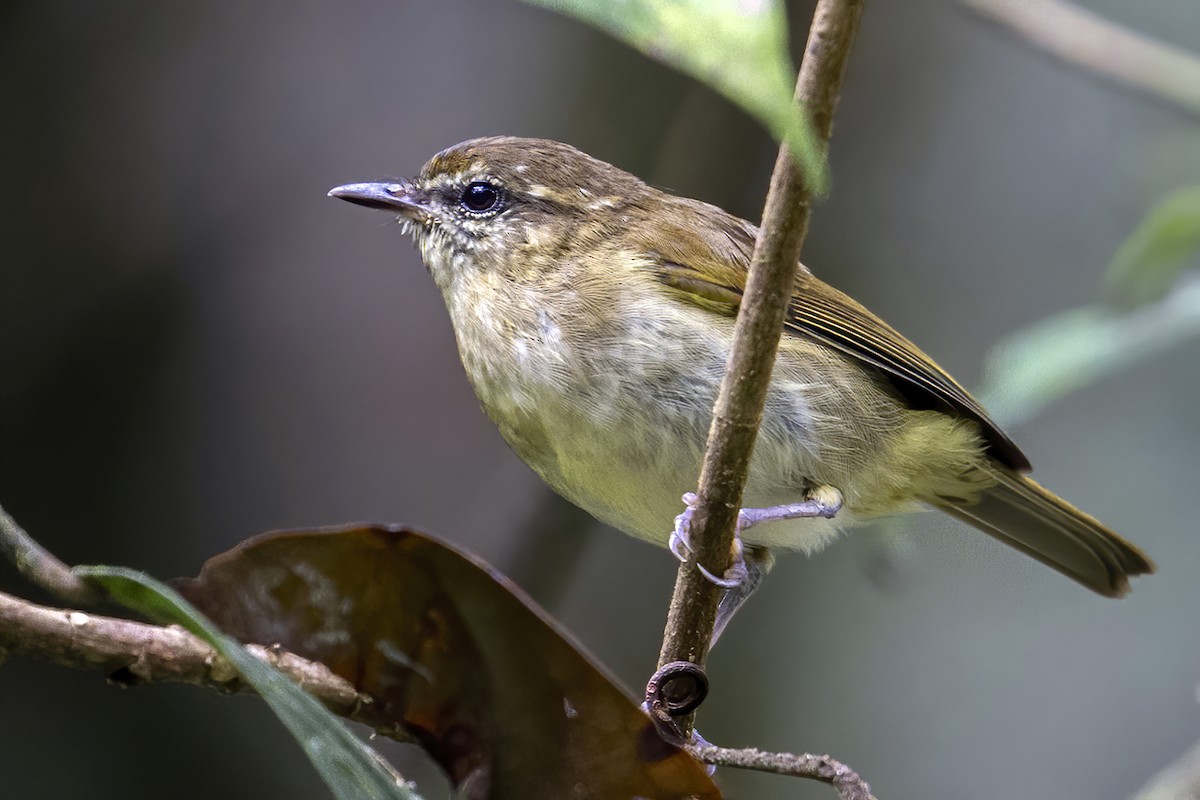 Sulawesi Leaf Warbler - ML631702693